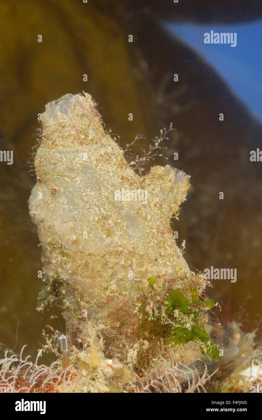 Dirty sea-squirt, Spritz-Seescheide, Spritzseescheide, Spritz-Ascidie, Spritzascidie, Ascidiella aspersa, Ascidia aspersa Stock Photo