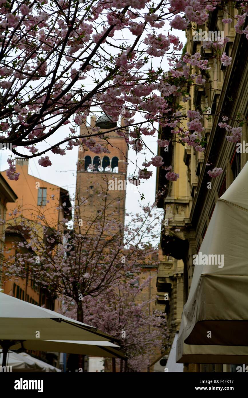 trees in blossom in front of a church in Bologna Italy Stock Photo Alamy