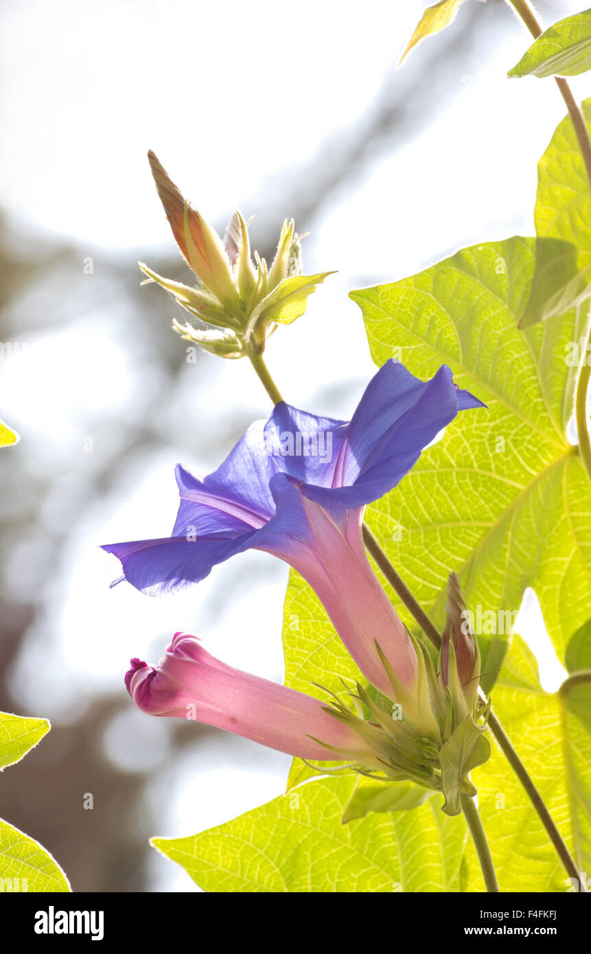 morning glory or ipomoea purpurea flower in different stages of growth backlit against green leaves Stock Photo