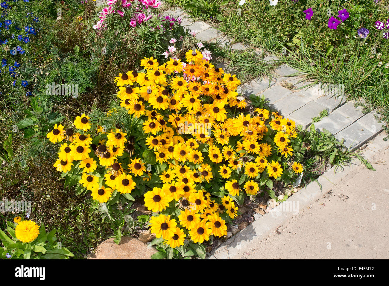 Flower bed with wild flowers and ornamental Stock Photo