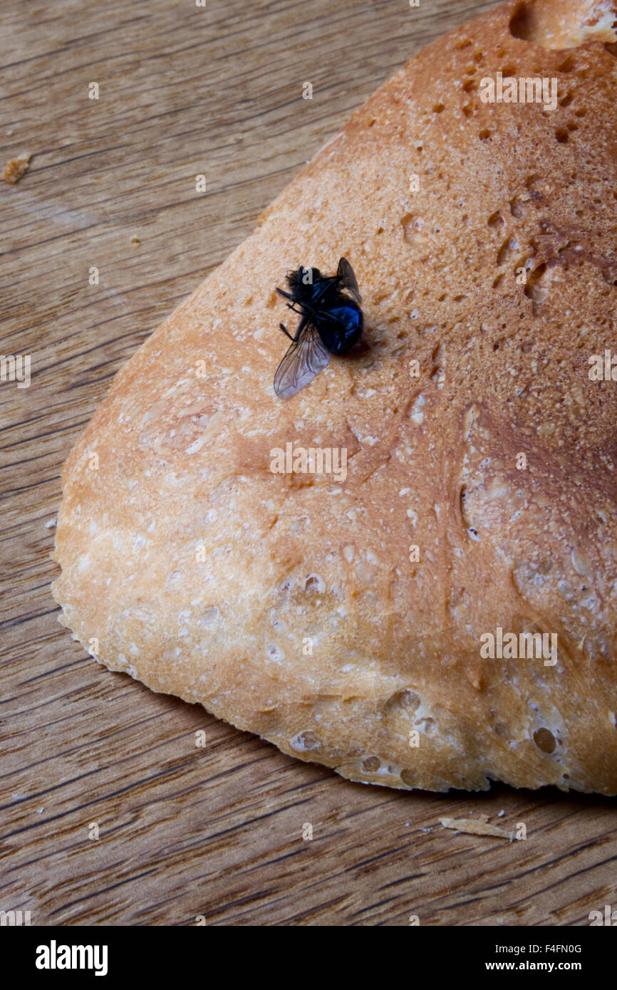 Dead fly on a crust of bread Stock Photo