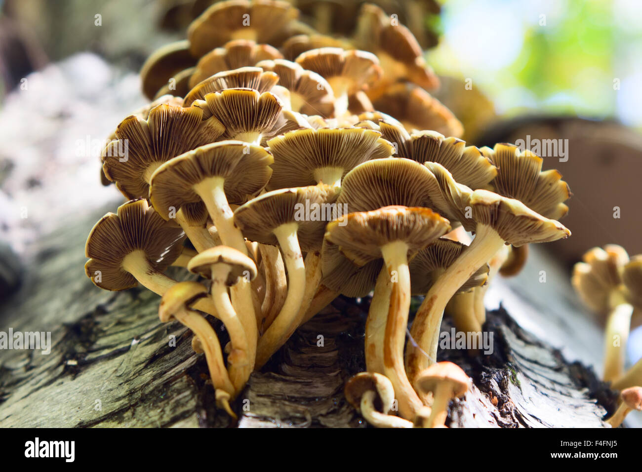 fungus Armillaria mellea in the forest Stock Photo