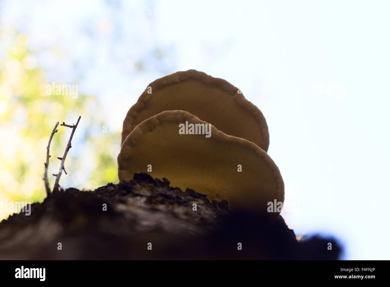 Chaga Mushroom On Birch In Mixed Forest Stock Photo - Alamy