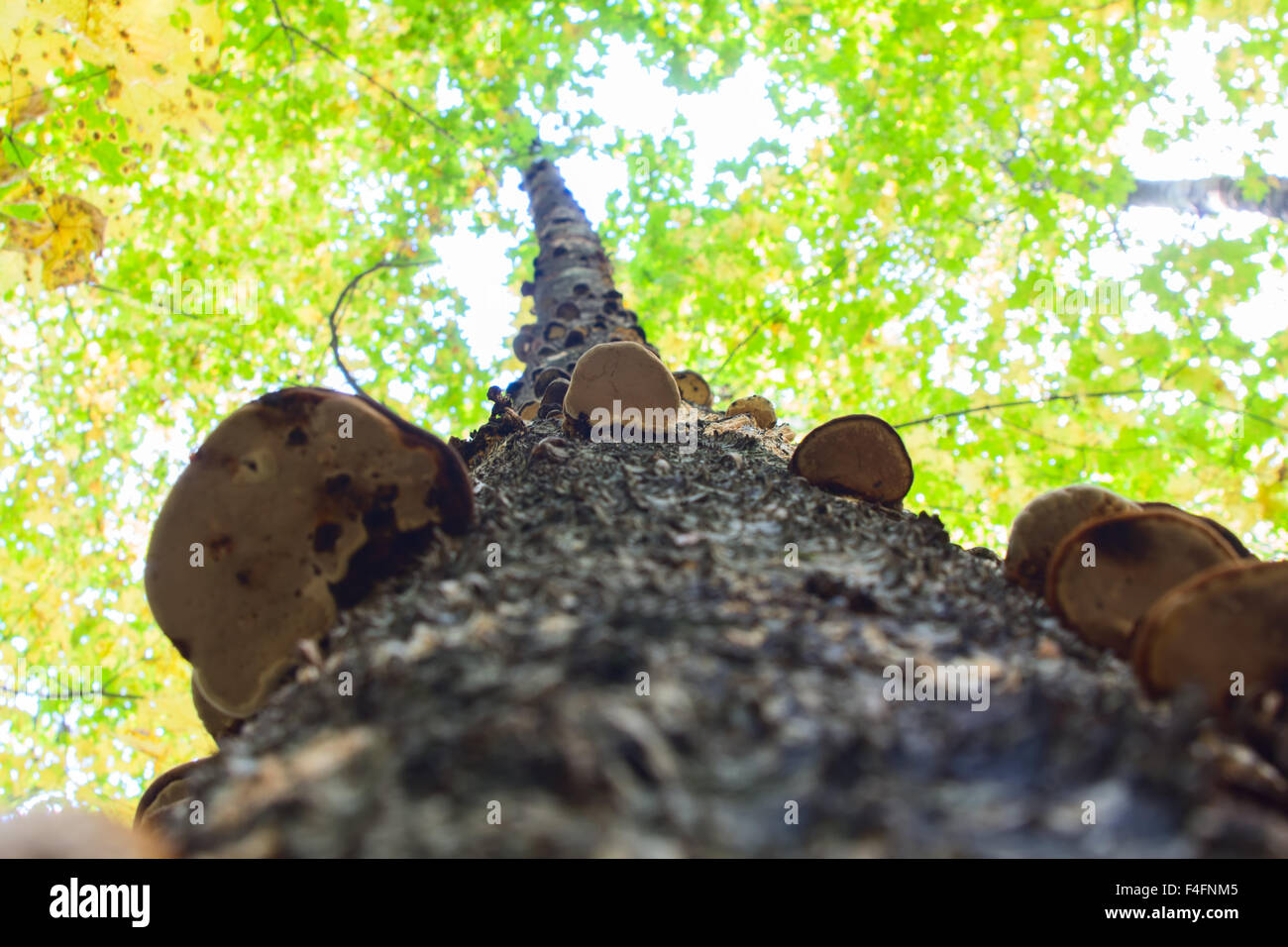 Chaga mushroom on birch in mixed forest. Stock Photo