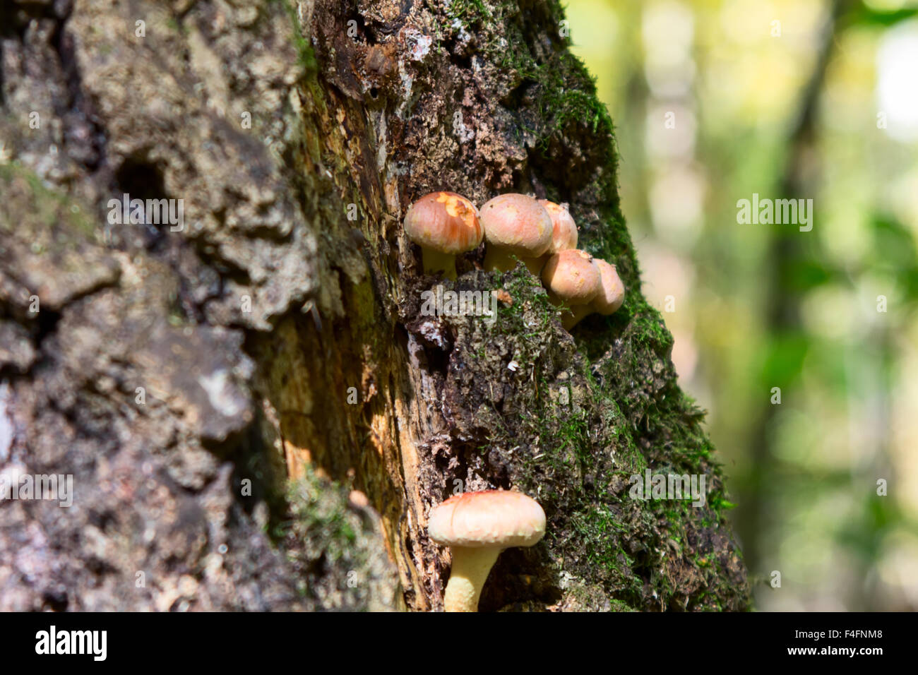 fungus Armillaria mellea in the forest Stock Photo