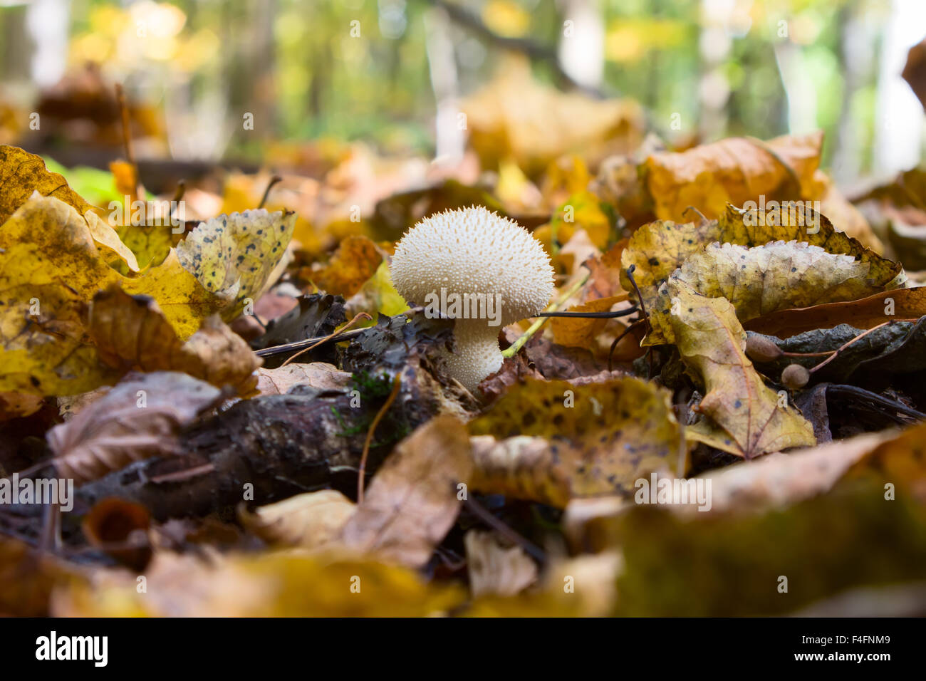 mushroom Lycoperdon in the forest Stock Photo