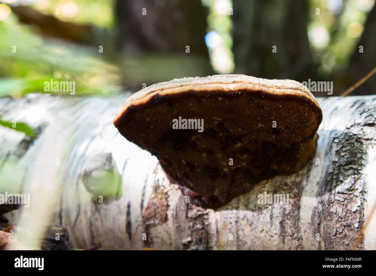 Chaga mushroom on birch in mixed forest. Stock Photo