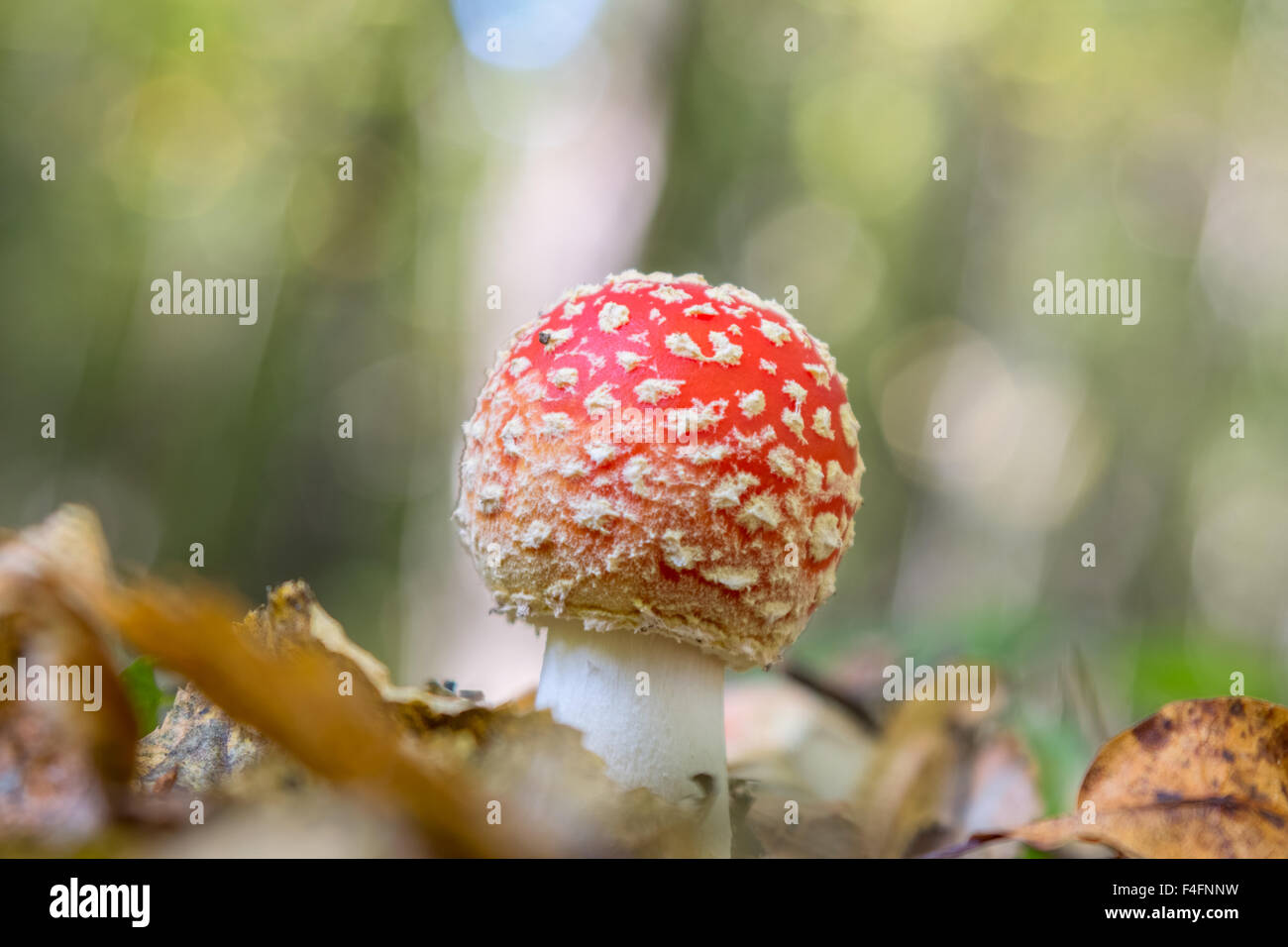 Amanita mushroom in the forest Stock Photo