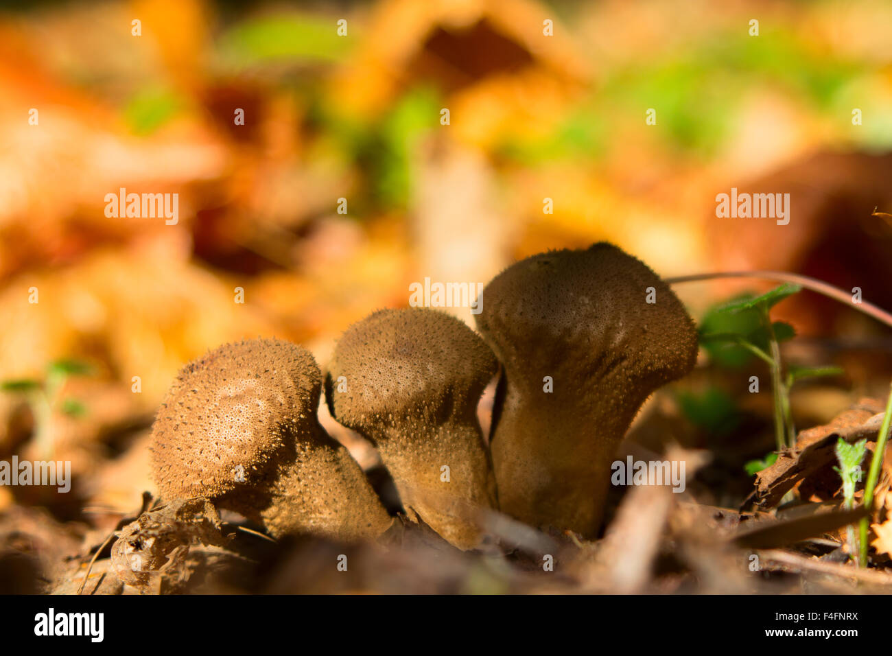mushroom Lycoperdon in the forest Stock Photo