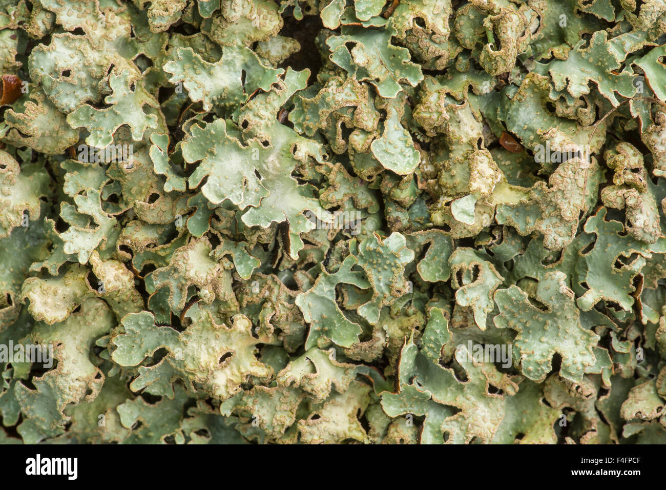 Hammered shield lichen, Parmelia sulcata, growing on sandstone wall, Peak District, Derbyshire Stock Photo