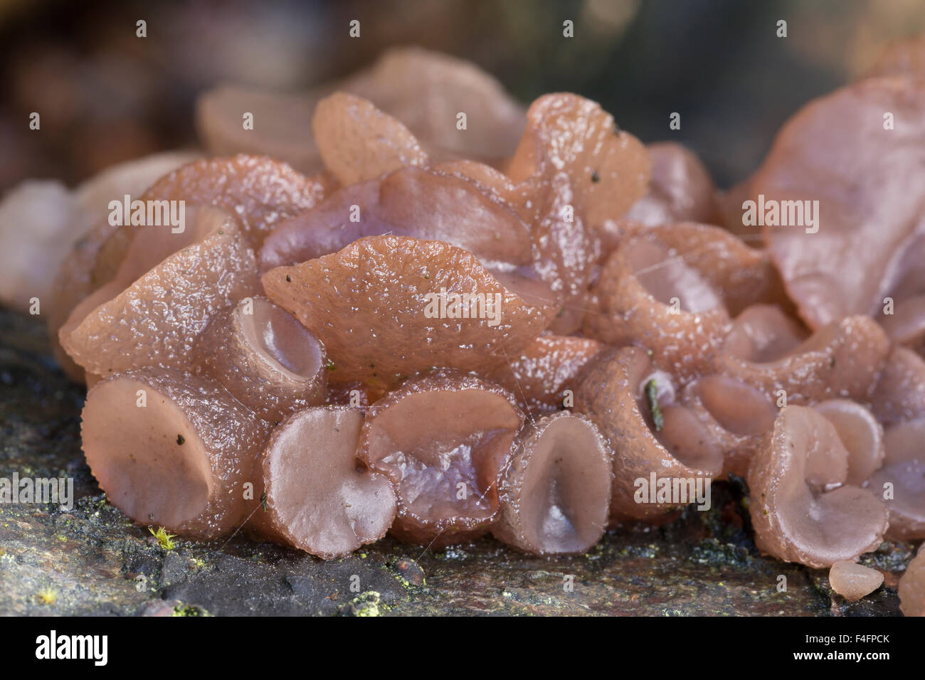 Beech jellydisc fungus, Neobulgaria pura.  Peak District National Park, Derbyshire Stock Photo