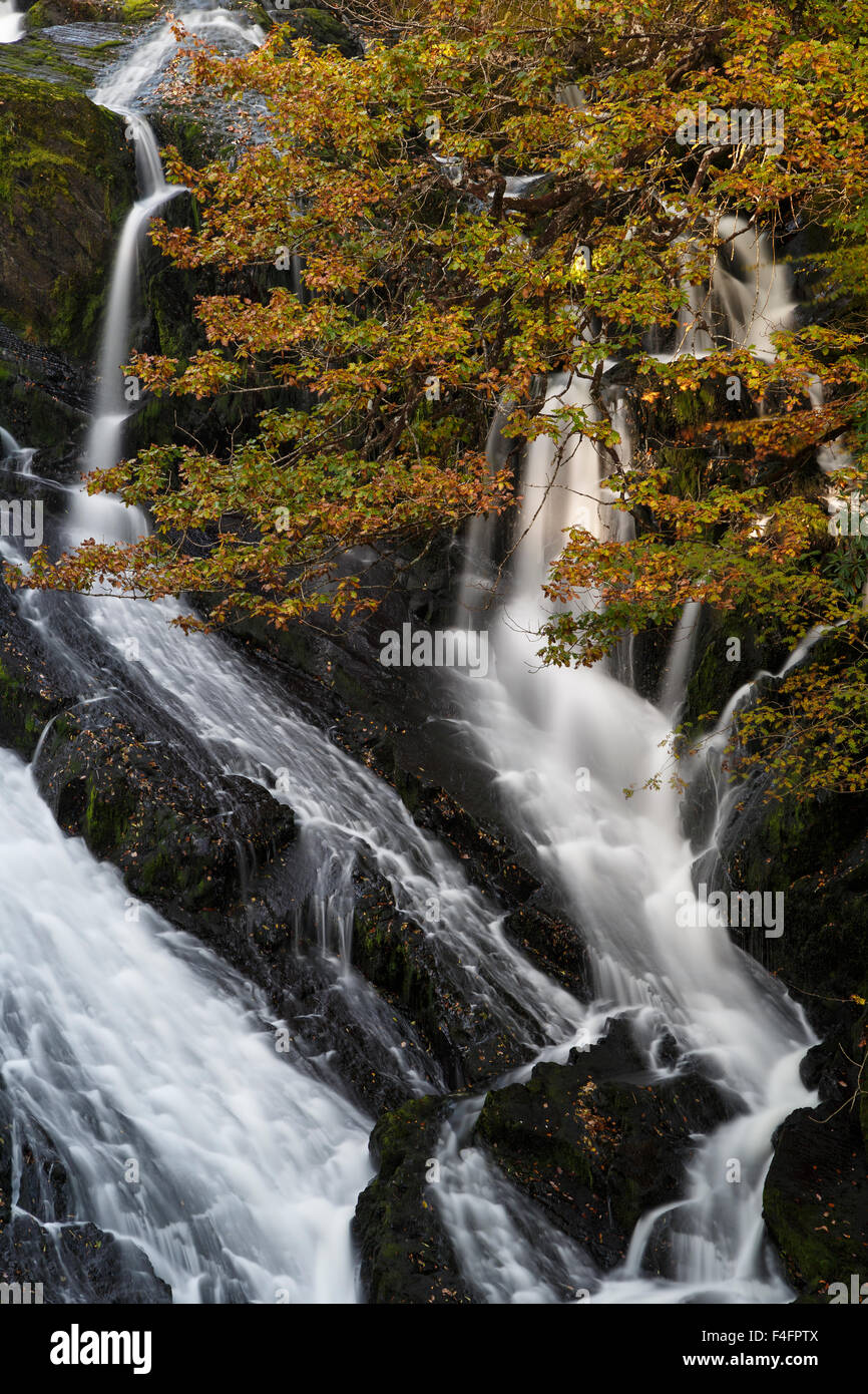 Swallow Falls, River Llugwy Betws-Y-Coed, Snowdonia National Park, Gwynedd, North Wales in autumn Stock Photo