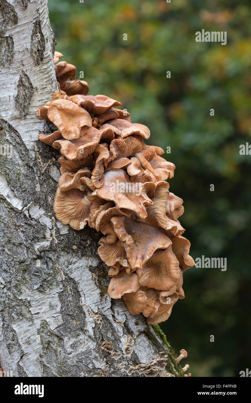 A honey fungus, Armillaria borealis, growing on dead birch, Sherwood Forest, Nottinghamshire Stock Photo
