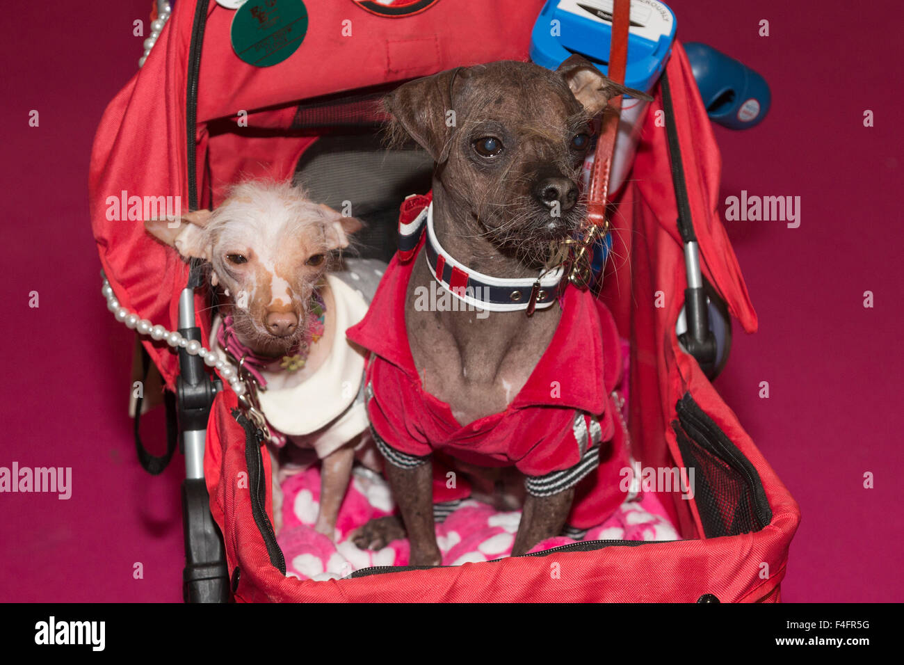 London, UK. 17/10/2015. The world's ugliest dog Mugly (right) with his friend Mia visit the show. Discover Dogs sponsored by Eukanuba opens at the ExCel Exhibition Centre in Docklands. The show, organised by the Kennel Club, is London's biggest dog event. Credit:  Nick Savage/Alamy Live News Stock Photo