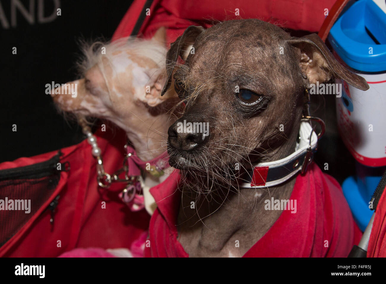 London, UK. 17/10/2015. The world's ugliest dog Mugly (right) with his friend Mia visit the show. Discover Dogs sponsored by Eukanuba opens at the ExCel Exhibition Centre in Docklands. The show, organised by the Kennel Club, is London's biggest dog event. Credit:  Nick Savage/Alamy Live News Stock Photo