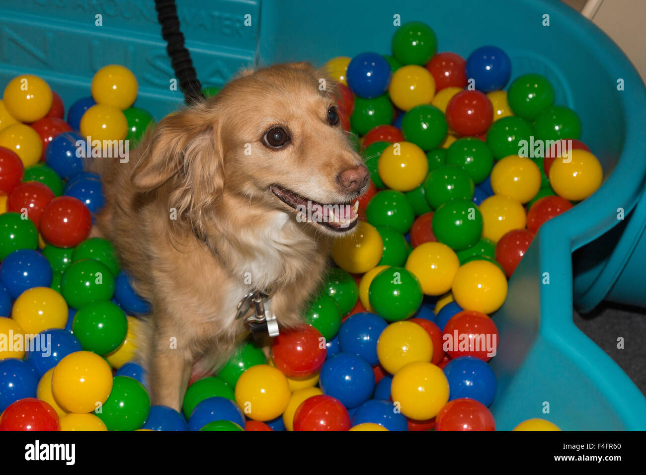 dog ball pool