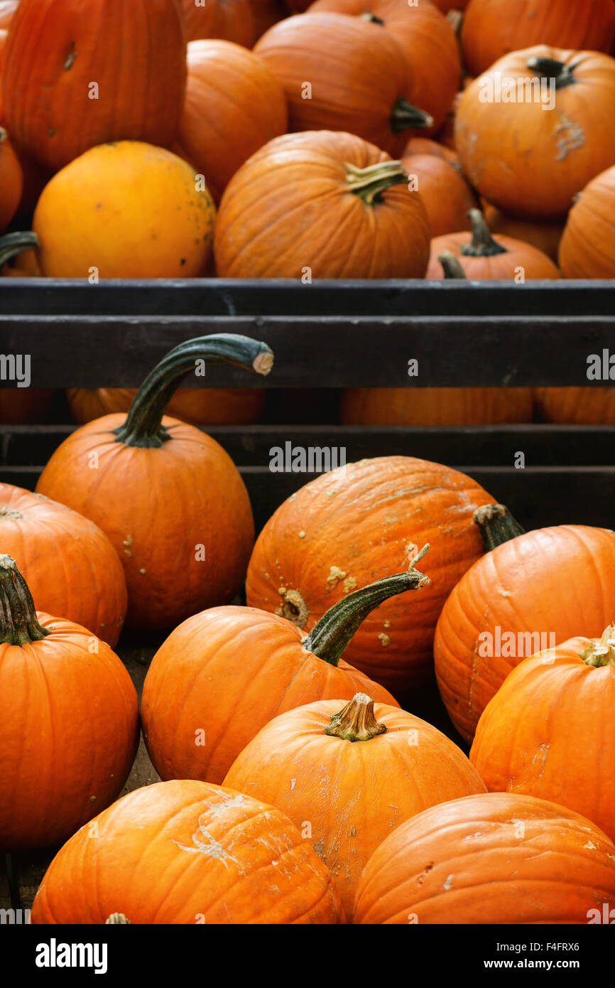 Autumn Harvest of Pumpkins in big wooden boxes on street market Stock ...