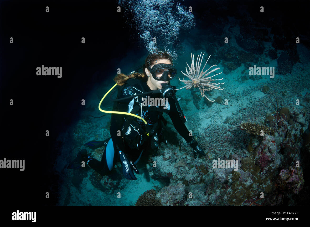 Young woman diver looking at Sea lilies (Leptometra celtic) night ...