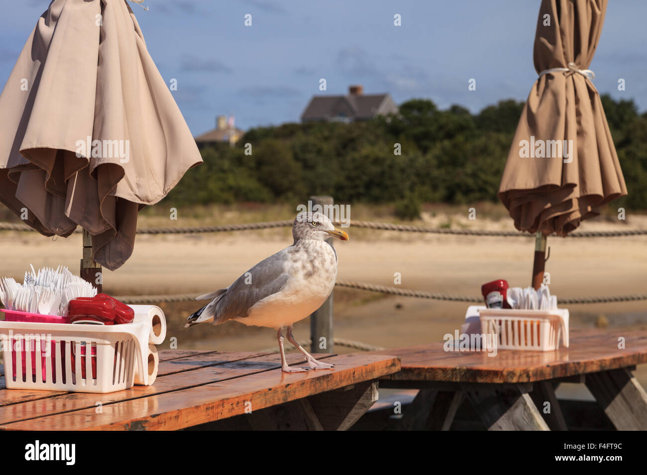Seagull on a picnic table looking for scraps on Cape Cod in summer
