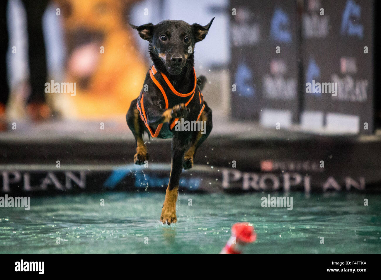 Dortmund, Germany. 16th Oct, 2015. A German Jagdterrier leaps into the water during the dog diving competition of the fair 'Hund & Pferd' (lit. Dog & Horse) in Dortmund, Germany, 16 October 2015. The fair that runs from 16 to 18 October 2015 includes events such as the International Dog Show. Photo: MAJA HITIJ/dpa/Alamy Live News Stock Photo