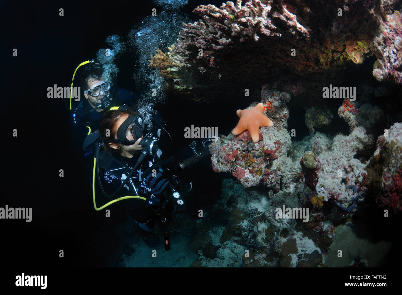Indian Ocean, Maldives. 27th Sep, 2015. Young couple divers look at granulated sea star (Choriaster granulatus) night diving, Indian Ocean, Maldives © Andrey Nekrasov/ZUMA Wire/ZUMAPRESS.com/Alamy Live News Stock Photo
