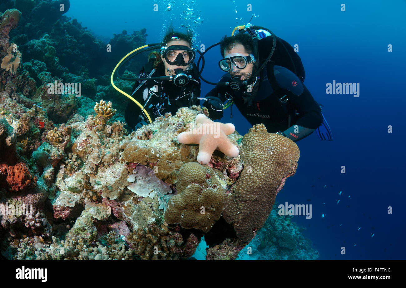 Indian Ocean, Maldives. 26th Sep, 2015. Young couple divers look at granulated sea star (Choriaster granulatus), Indian Ocean, Maldives © Andrey Nekrasov/ZUMA Wire/ZUMAPRESS.com/Alamy Live News Stock Photo