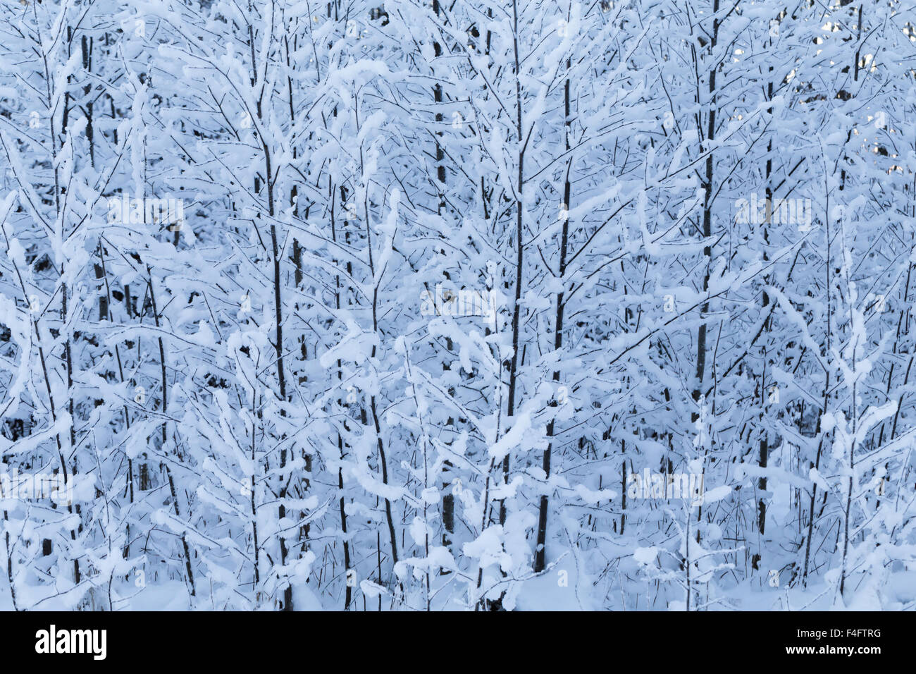 Winter trees background. Winter landscape with trees Stock Photo Alamy