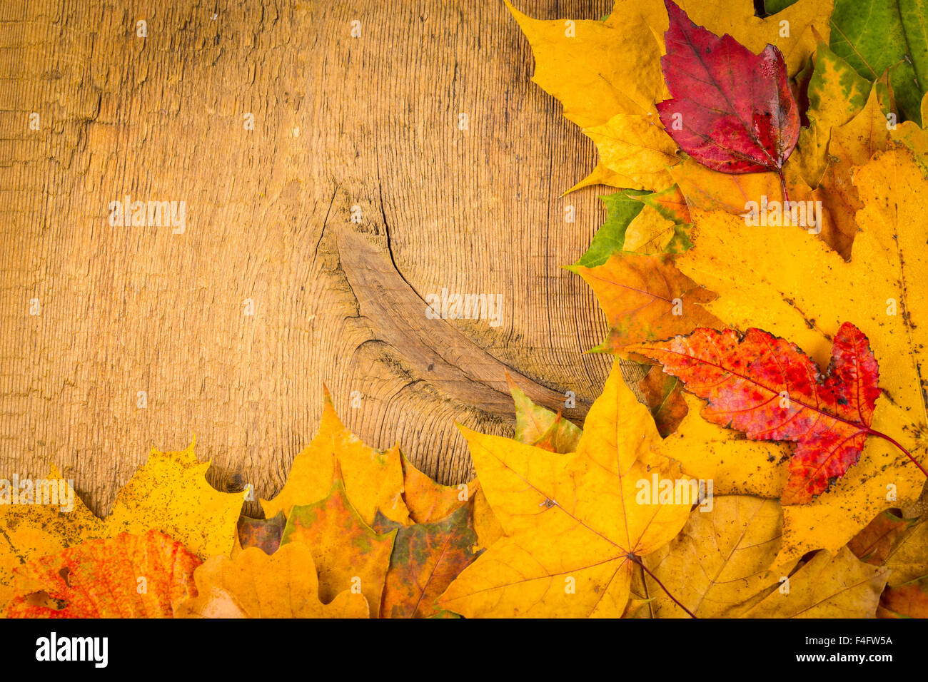 Yellow red wet leaves hi-res stock photography and images - Alamy