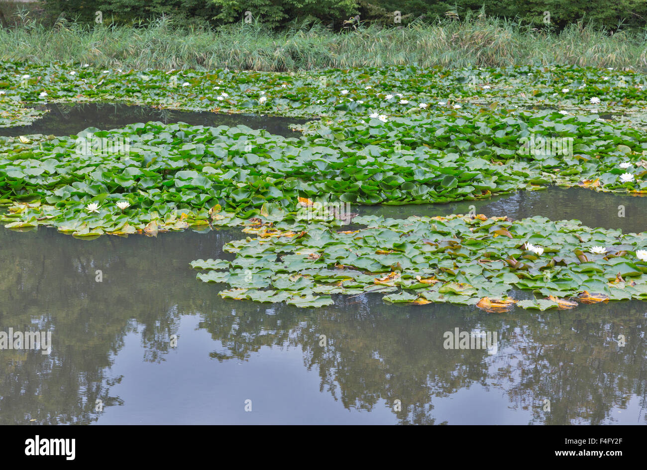 Water lily place hi-res stock photography and images - Alamy