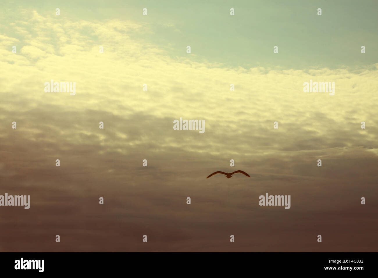 Birds fauna hi-res stock photography and images - Alamy