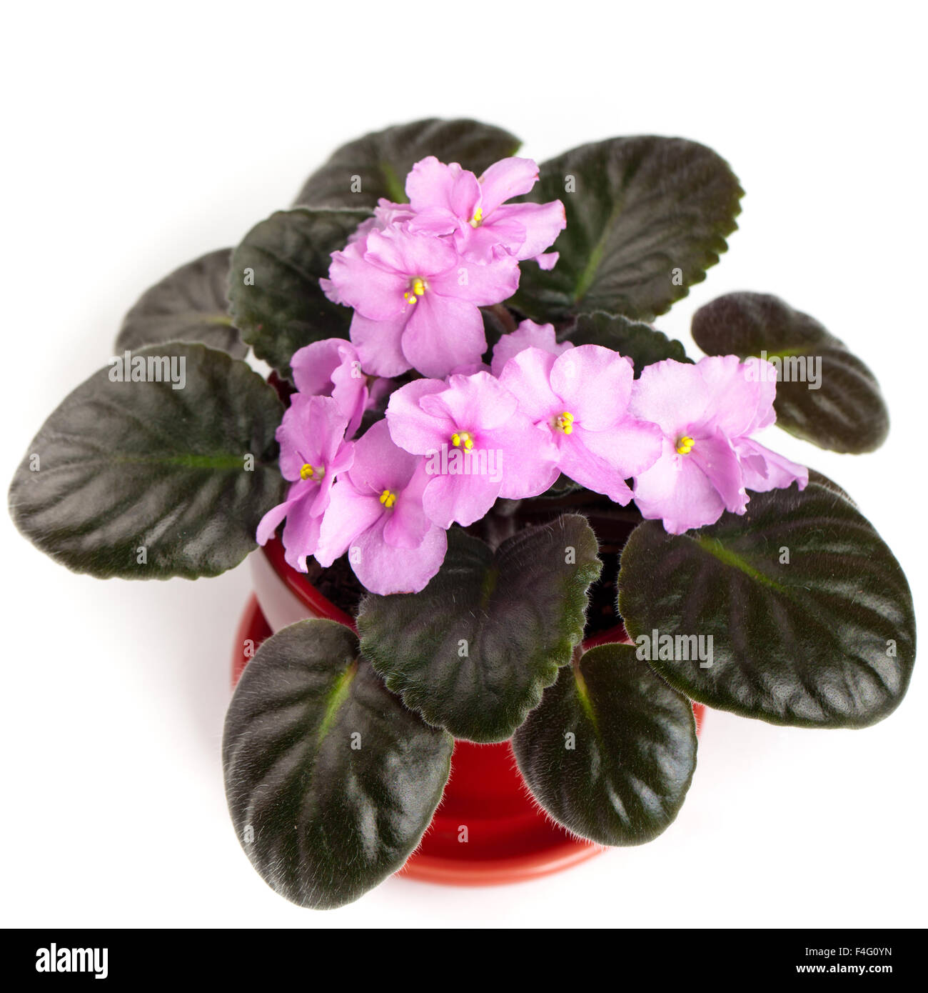 Purple African Violets Stock Photo