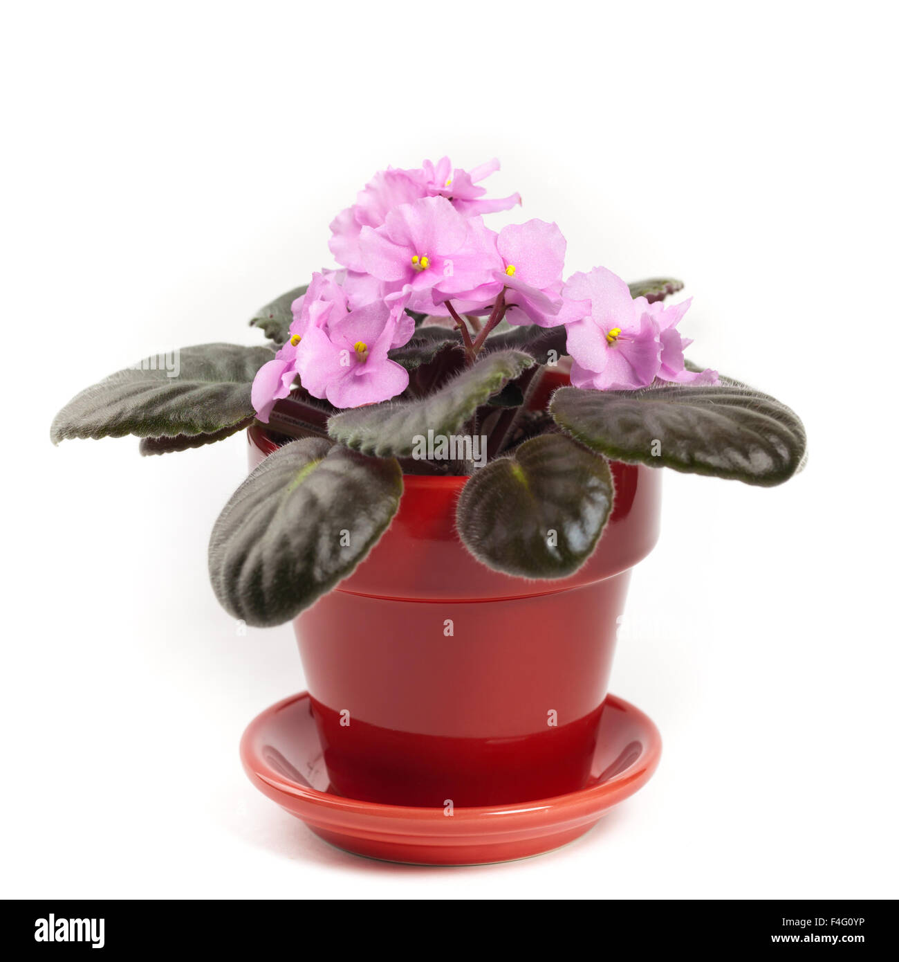 Pink African Violets Stock Photo