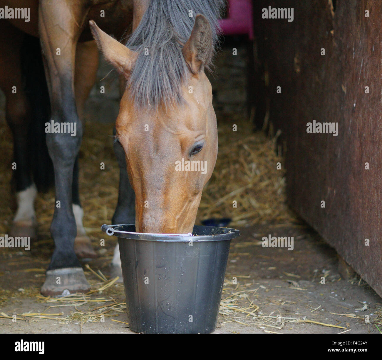 Horse feed bucket hires stock photography and images Alamy