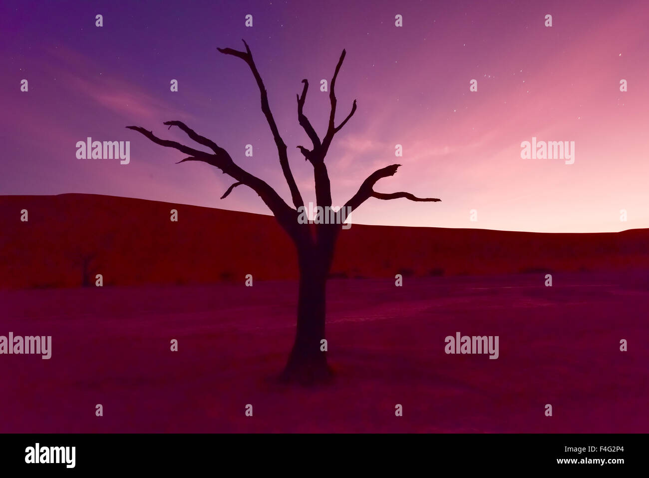 Deadvlei stars hi-res stock photography and images - Alamy