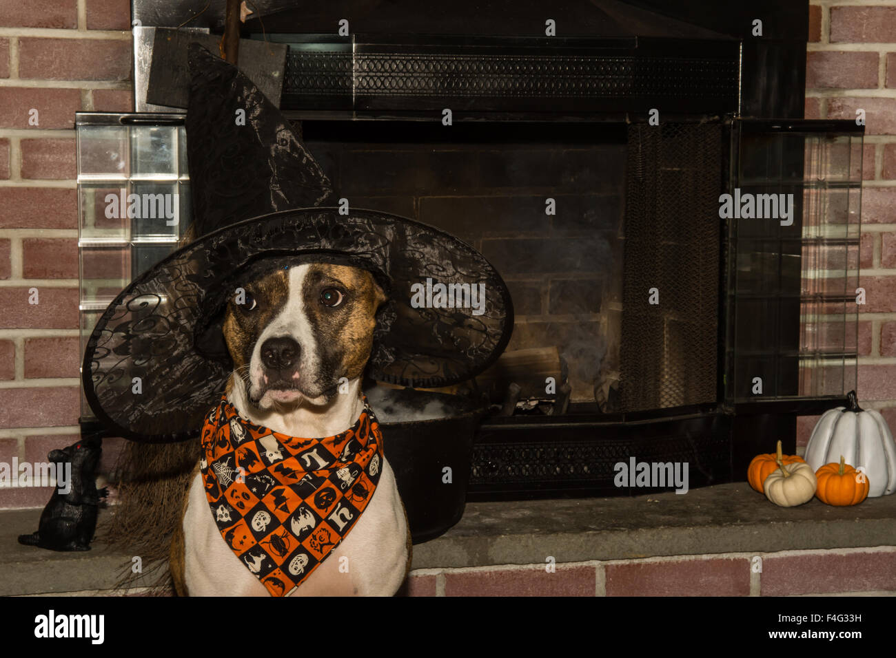 A cute dog dressed as a witch for Halloween. Stock Photo
