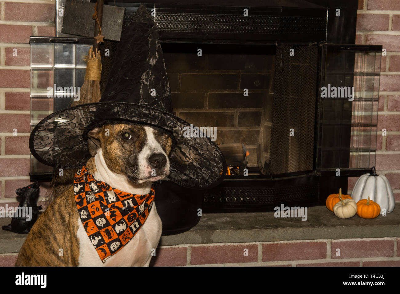 A cute dog dressed as a witch for Halloween. Stock Photo
