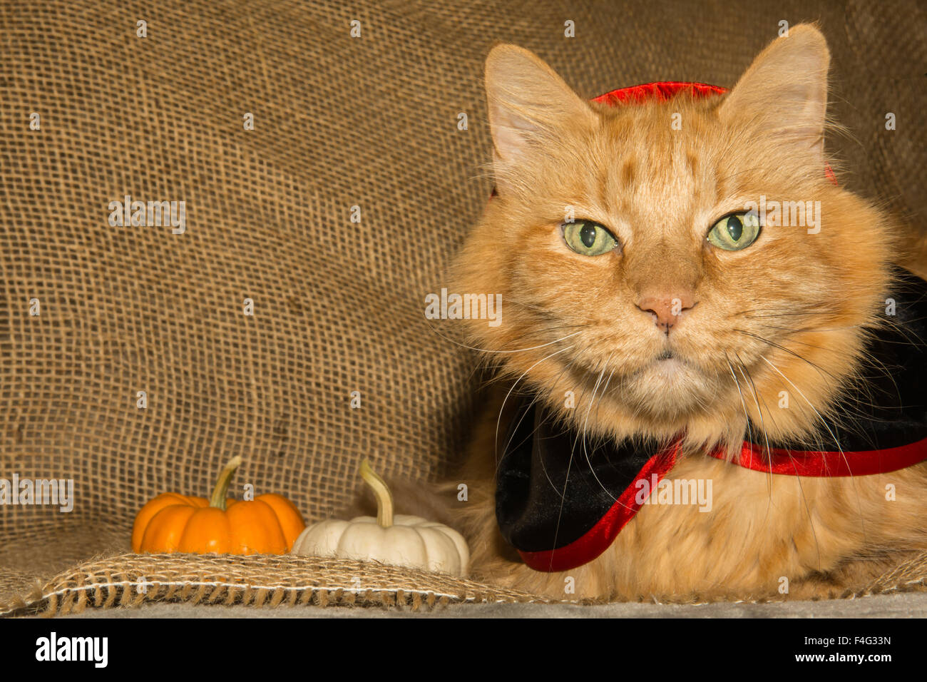A cute cat dressed as Dracula for a Halloween party. Stock Photo