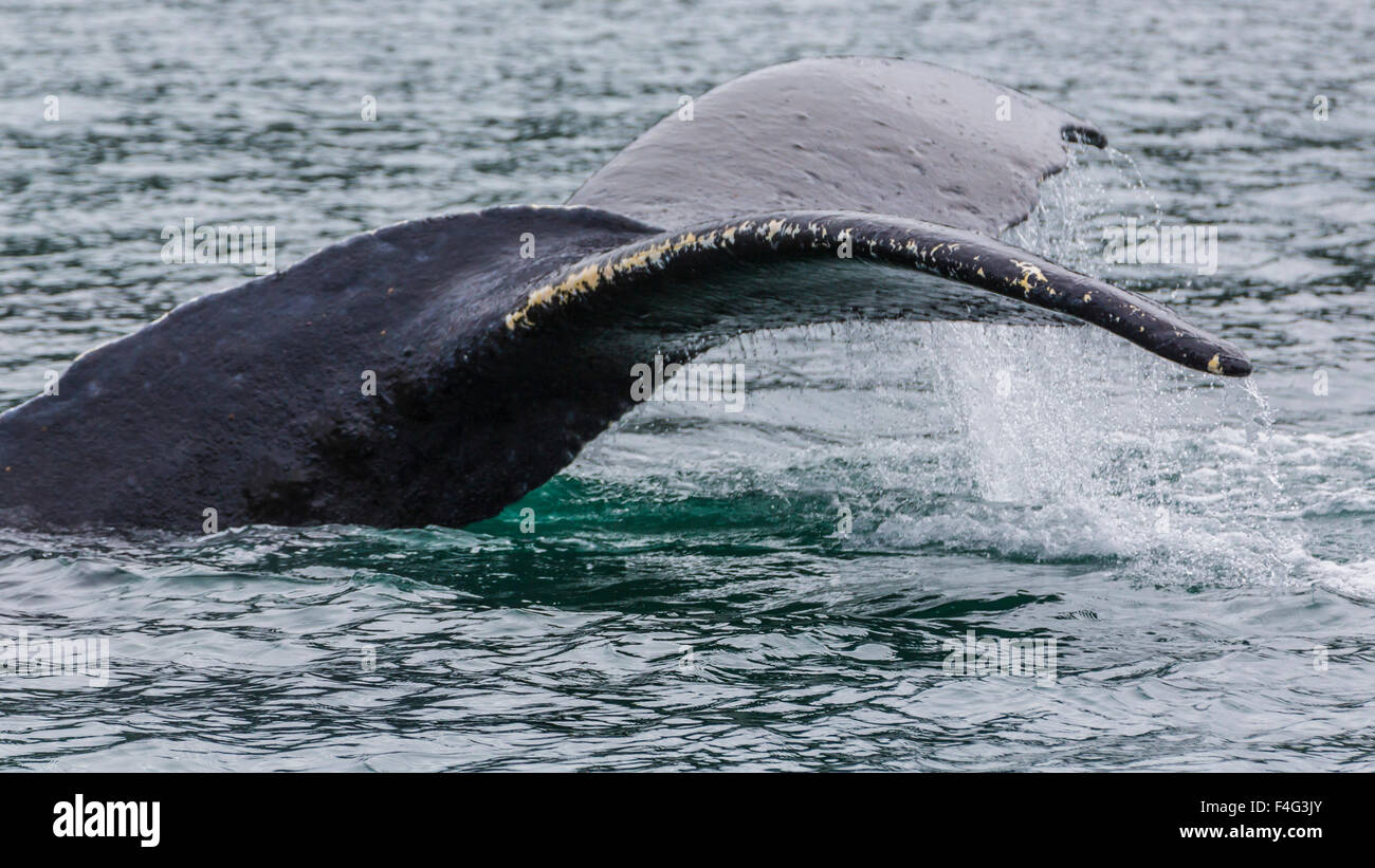 Fluke hi-res stock photography and images - Alamy