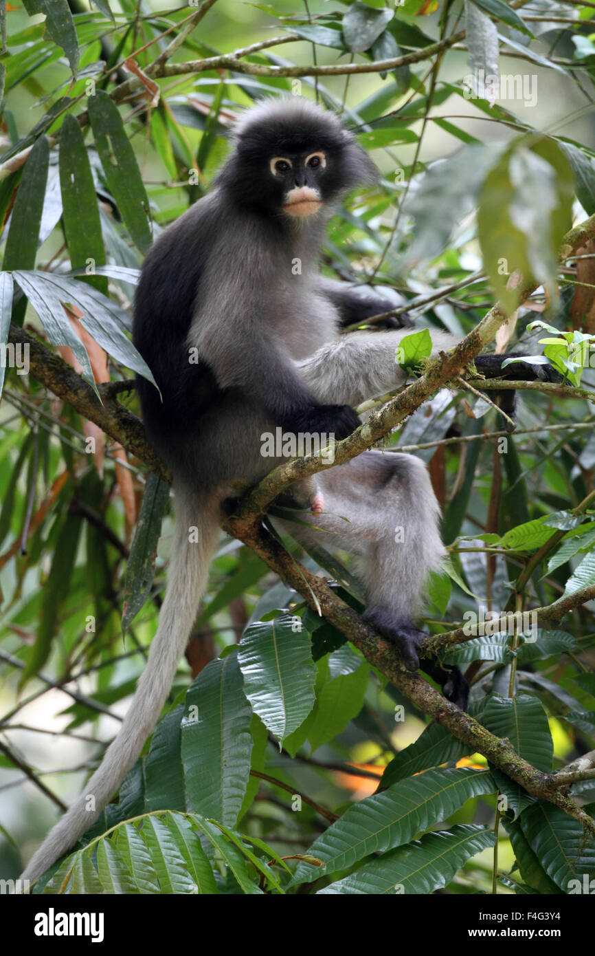 Dusky Langur or Dusky Leaf Monkey (Trachypithecus obscurus) in Thailand Stock Photo