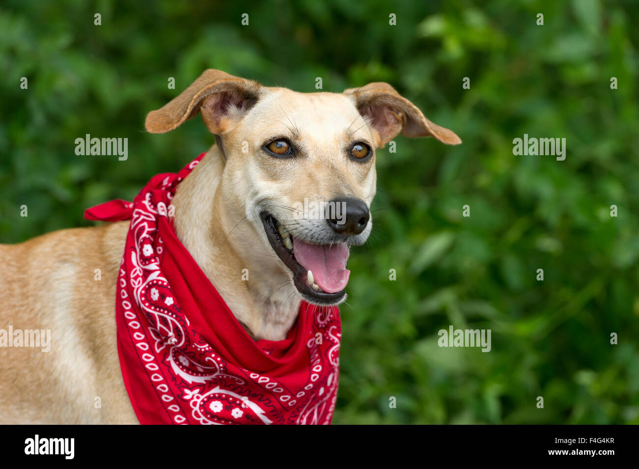 Funny Crazy Dog Rages On Snow Stock Photo 1243032625