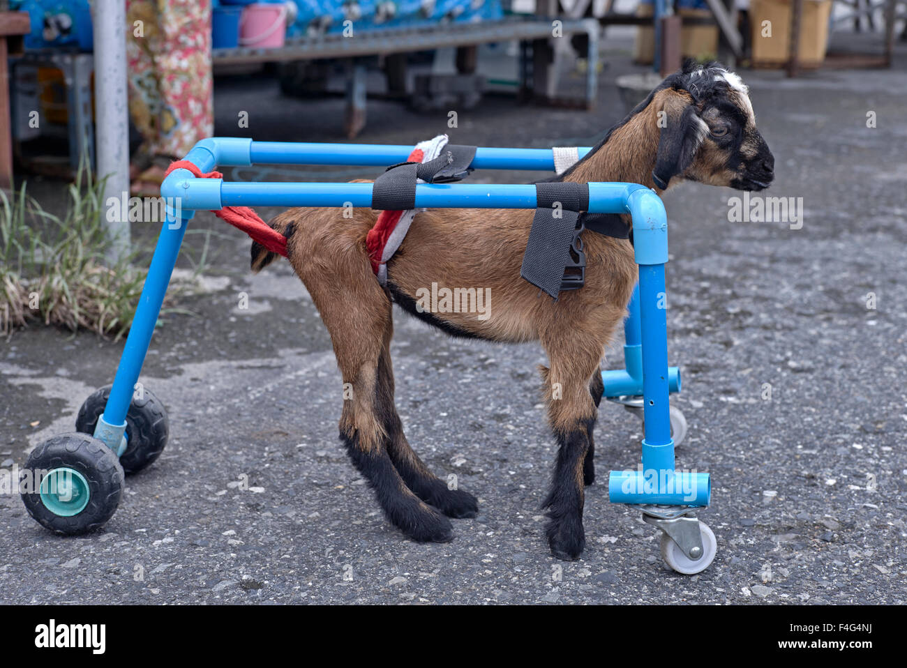 Disabled animal. Kid goat in homemade walking harness. Thailand S. E. Asia  Stock Photo - Alamy