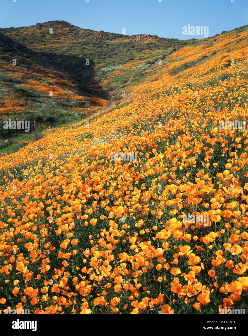 California, Lake Elsinore, A field of California Poppy Wildflowers