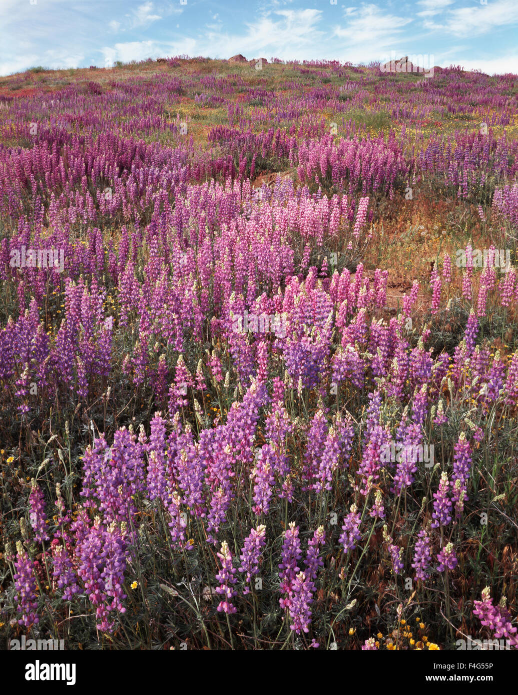 California, Rancho Cuyamaca State Park, Lupine (Lupinus) wildflowers cover a hillside after the massive Cedar Wildfire and torrential rains (Large format sizes available) Stock Photo