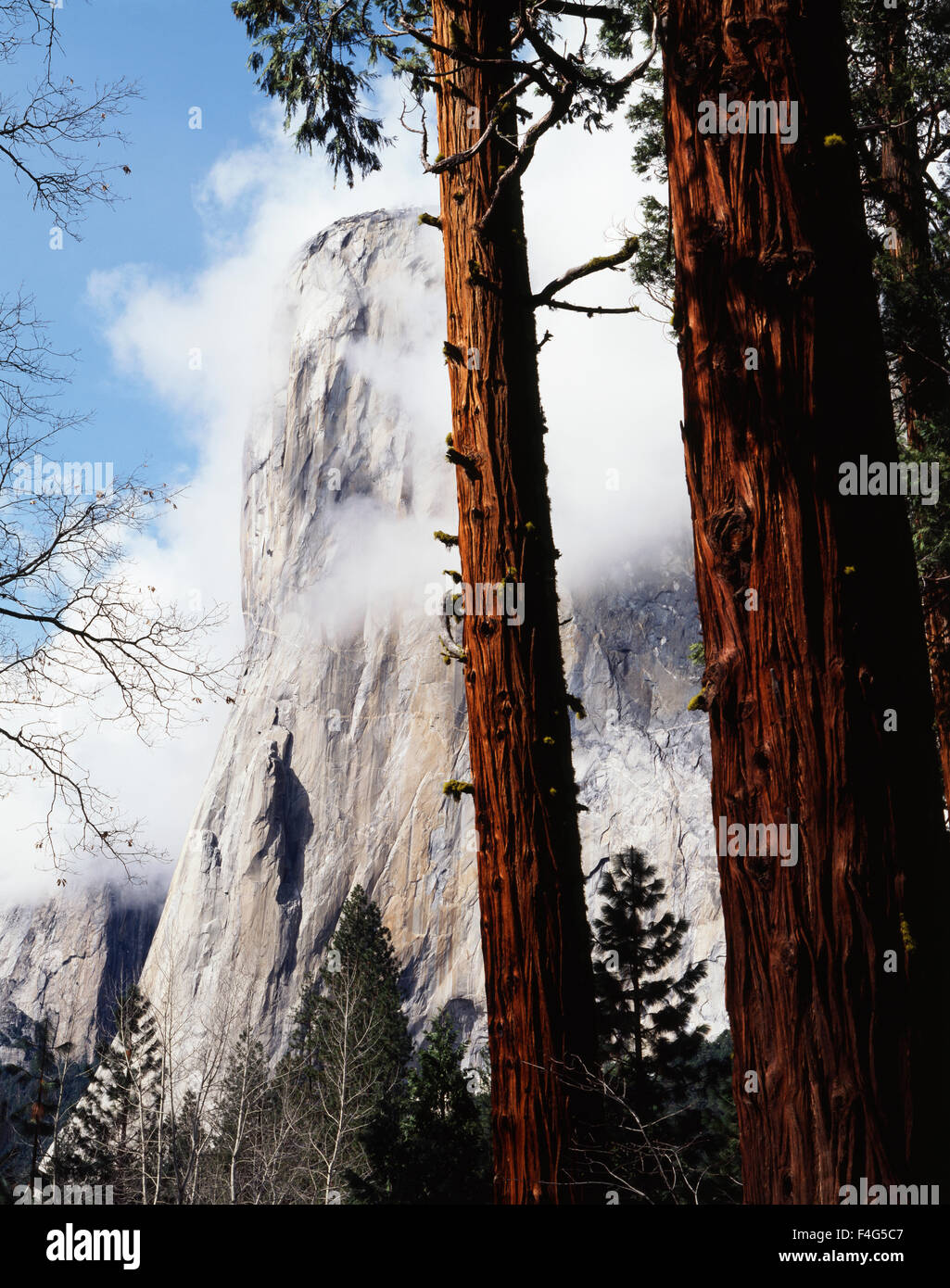 California, Sierra Nevada Mountains, Yosemite National Park, Incense-cedar (Calocedrus decurrens) and El Capitan. (Large format sizes available) Stock Photo