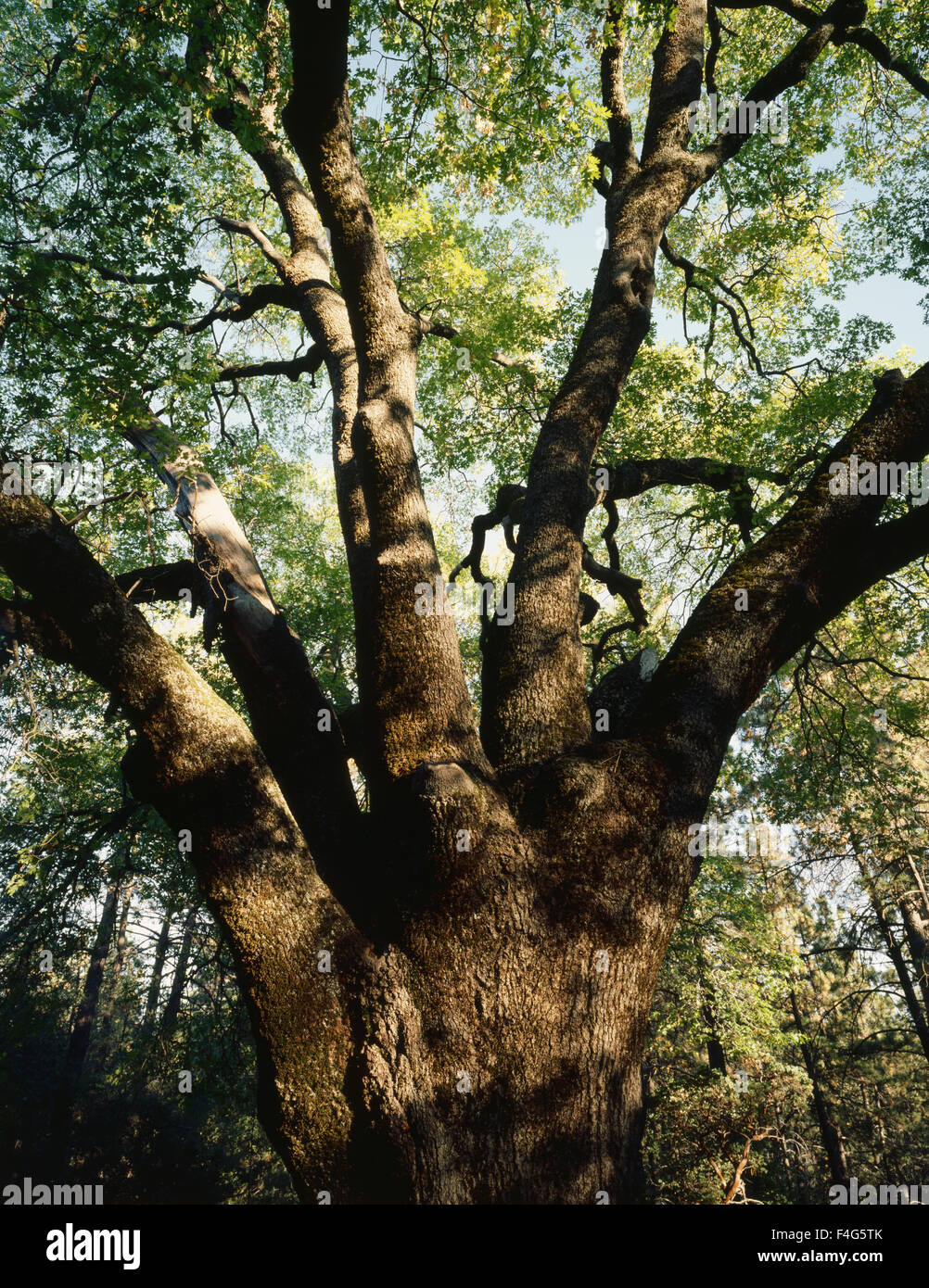 California, Rancho Cuyamaca State Park, A giant oak tree (Quercus) rises out of the forest. (Large format sizes available) Stock Photo