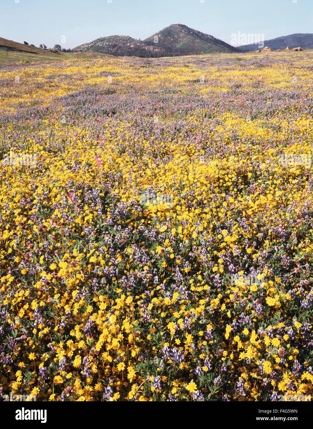 California, Rancho Cuyamaca State Park, Goldfields (Lasthenia californica) and Lupine (Lupinus) wildflowers after the massive Cedar Wildfire and torrential rains below Stonewall Peak. (Large format sizes available) Stock Photo