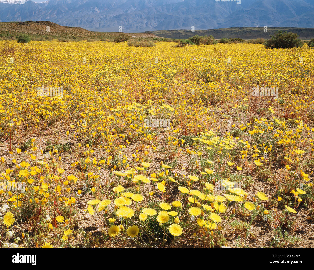 California, Owens Valley, Desert Dandelion (Malacothrix glabrata) in a field of Sun Cups wildflowers (Camissonia brevipes ) below the White Mountains. (Large format sizes available) Stock Photo