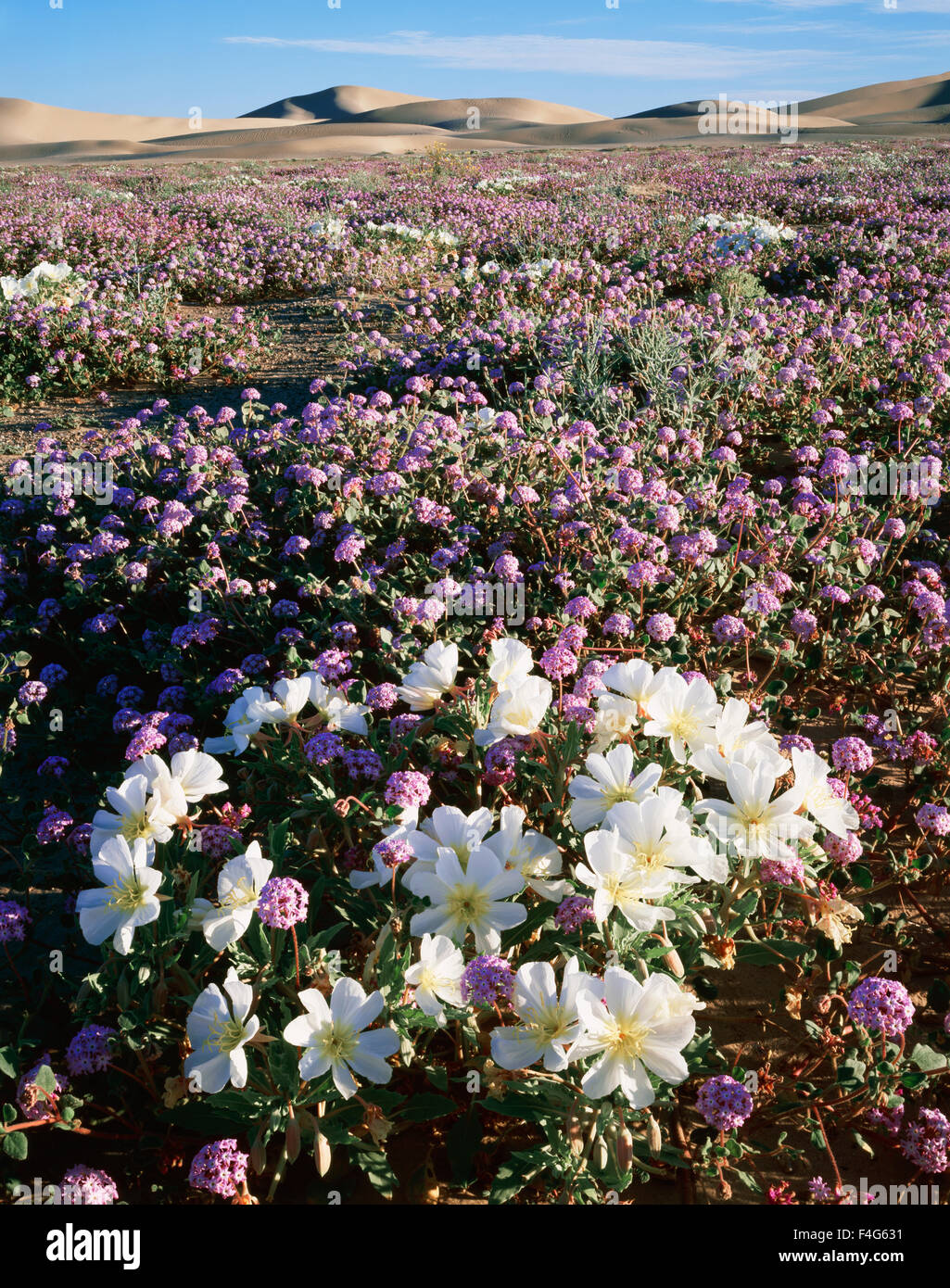 California, Dumont Dunes, Dune Evening Primrose (Oenothera deltoides) and Sand Verbena (Abronia villosa) Wildflowers cover the sand dunes in the Mojave Desert. (Large format sizes available) Stock Photo