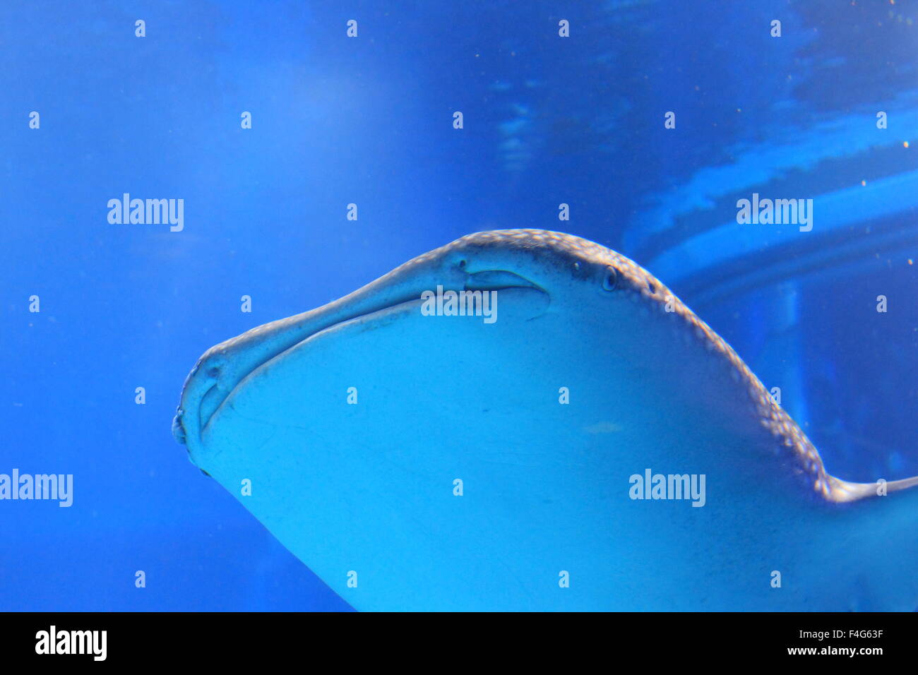 Whale shark (Rhincodon typus) in Japan Stock Photo