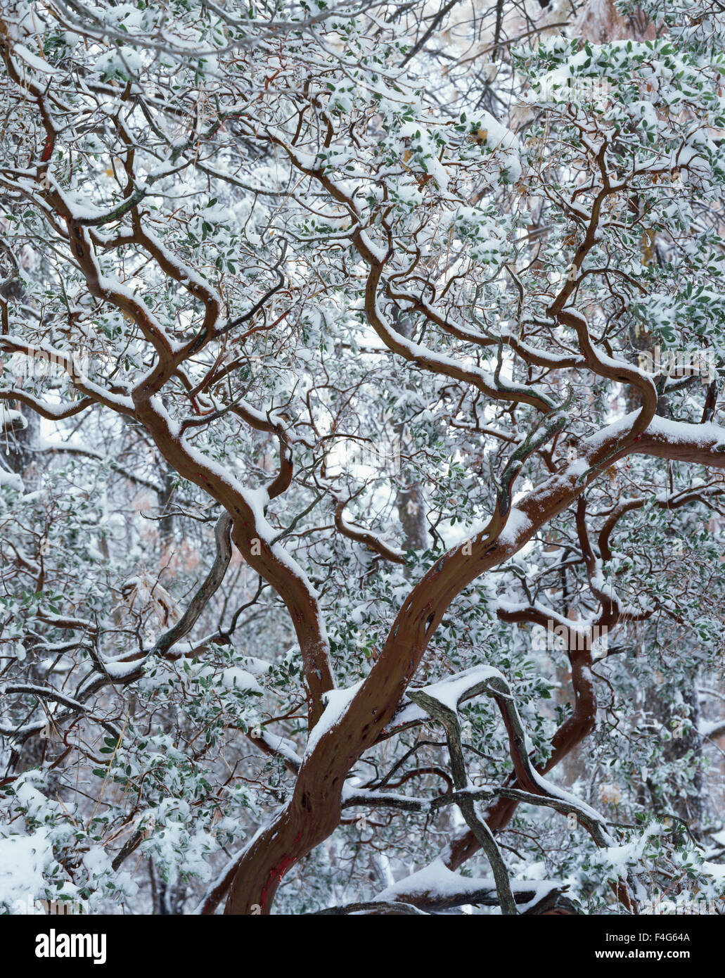 California, Cleveland National Forest, Laguna Mountains, snow-covered Manzanita (Arctostaphylos). (Large format sizes available) Stock Photo